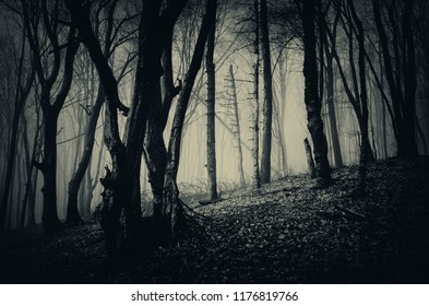 Dark Forest Infested By Ghost Transylvania Stock Photo 410663326 ...