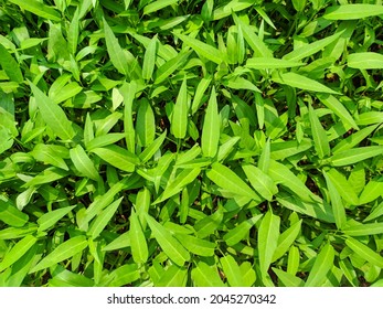 1,100 Kangkong Stock Photos, Images & Photography | Shutterstock