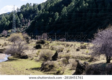 Scattered bare trees and small shrubs dotted across a dry, eroded high-altitude field backed by dark pine forest hills in Yunnan, China.