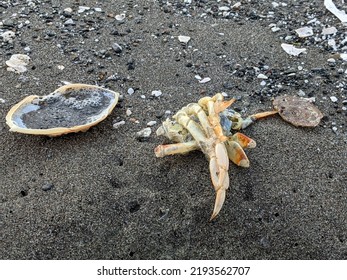 Scattered Crab Exoskeleton Remains On Wet Beach Sand