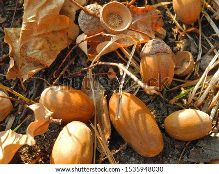 Similar – Image, Stock Photo Harvest-ready onions in sunlit Castilla La Mancha field