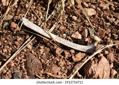 Scattered Random Dead Animal Bones