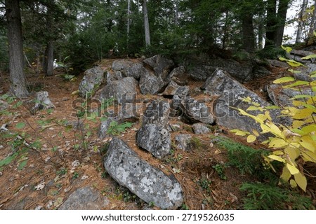 scattered rocks and fallen needles create a rustic scene in the wood at Parc des Chutes Dorwin