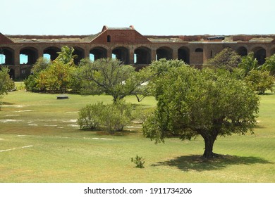 Scattered Trees In Dry Tortugas, Florida