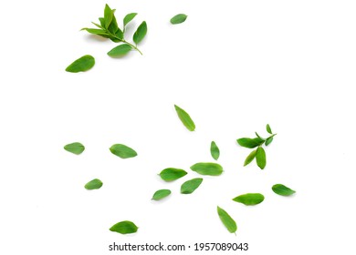 scattering of green fresh leaves isolated on white background - Shutterstock ID 1957089043