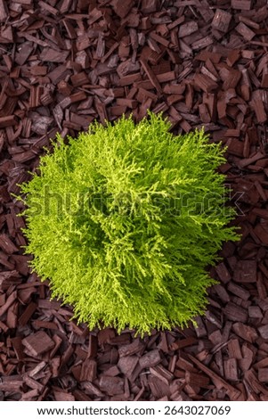 Scattering red tree bark around garden shrubs, acidifying the soil around garden plants, designing the garden space