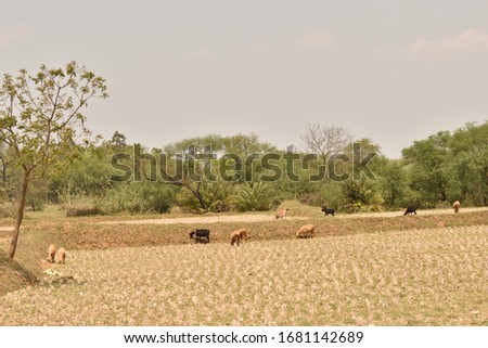 Similar – tomb old trees cows