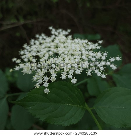 Similar – Image, Stock Photo Elderberry flowers against dark background, closeup
