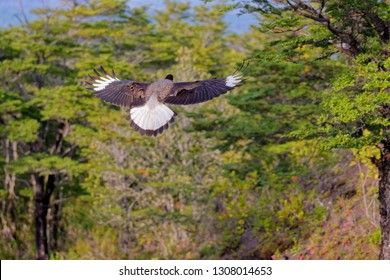 Scavenger Bird Flying, Known As Caracara, Carancho Or Traro, In The Forest Of Vicente Pérez Rosales National Park