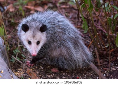 Scavenging Opossum Dusk Lake Ontario Stock Photo (Edit Now) 1969886902