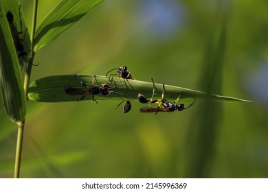 Sceliphron caementarium, also known as yellow-legged mud-slathering wasp, black-and-yellow slurry wasp, or black-waisted slurry wasp, is a species of sphecid wasp.