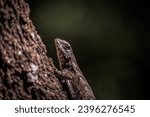 Sceloporus Undulatus on a tree