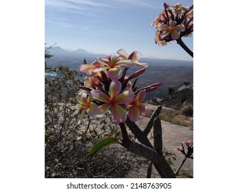 Scenario Of Blueish Clouds And Scentful Flower In One Frame