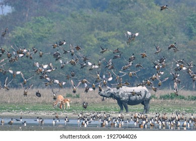 Scenario Of Pobitora Wildlife Sanctuary With Greater One Horned Rhino And Migratory Birds