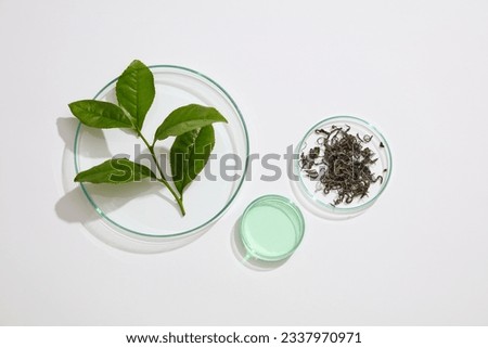 Scene for advertising cosmetic product with green tea ingredient with white background. Petri dish containing fresh green tea leave, roasted dried tea fibers and liquid. Top view. Minimal concept