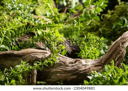 Scene for advertising cosmetic product with nature landscape. Dry twigs, fern, moss and green leaves on forest background. Space on twig to place your product.