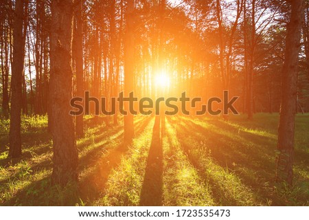 Scene of beautiful sunset or sunrise at spring-summer pine forest with trees,grass, footpath and young leaves. Landscape.