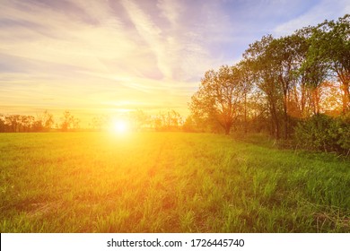 Scene of beautiful sunset or sunrise in a summer field with willow trees and grass. Landscape.