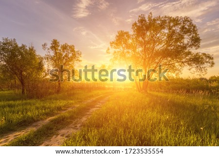 Scene of beautiful sunset or sunrise in a summer field with willow trees and grass. Landscape.