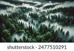 The scene captures the dense, lush green trees shrouded in a mystical layer of fog, creating a serene and tranquil atmosphere. The forest is rich with various shades of green.