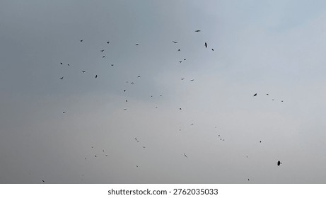 The scene of crows flying in the sky - Massive flocks of crows flying in the sky create a dramatic, often eerie spectacle, with large groups circling or gathering, frequently observed over urban areas.