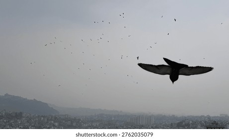 The scene of crows flying in the sky - Massive flocks of crows flying in the sky create a dramatic, often eerie spectacle, with large groups circling or gathering, frequently observed over urban areas.