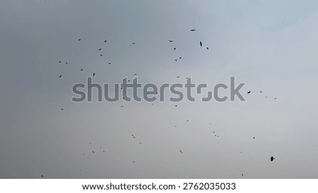 The scene of crows flying in the sky - Massive flocks of crows flying in the sky create a dramatic, often eerie spectacle, with large groups circling or gathering, frequently observed over urban areas.
