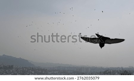 The scene of crows flying in the sky - Massive flocks of crows flying in the sky create a dramatic, often eerie spectacle, with large groups circling or gathering, frequently observed over urban areas.