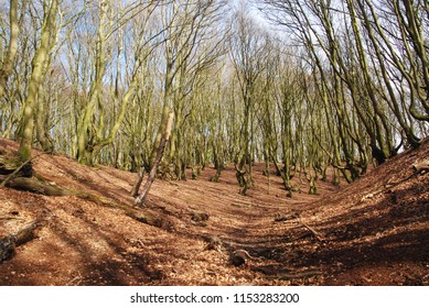 Scene From Danish Forrest In Early Spring