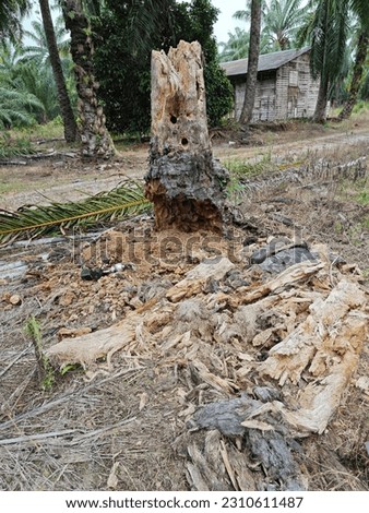 scene of the decomposed oil palm tree trunk at the field