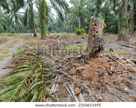 scene of the decomposed oil palm tree trunk at the field