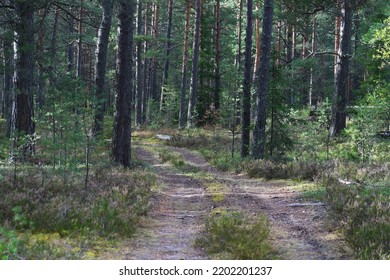 Scene From An Eastern European Forest Road