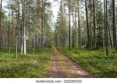 Scene From An Eastern European Forest Road