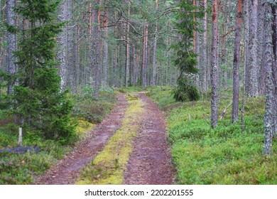 Scene From An Eastern European Forest Road