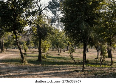The scene features several trees with varying trunk thicknesses and foliage density. 