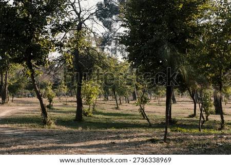 The scene features several trees with varying trunk thicknesses and foliage density. 