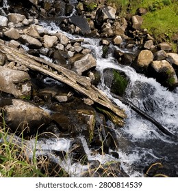 The scene features a small waterfall or stream cascading over rocks and logs.