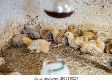 A scene featuring a cluster of fluffy, light-colored chicks huddled together on a dirt floor in a farm environment, with water dispensers visible nearby