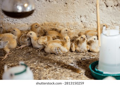 A scene featuring a cluster of fluffy, light-colored chicks huddled together on a dirt floor in a farm environment, with water dispensers visible nearby