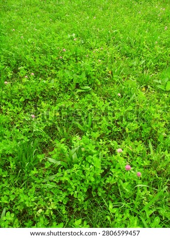 A scene of a field after the rain, featuring red clover that has started to bloom again following weeding.