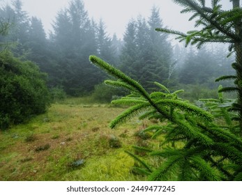 Scene in a forest with mist, surreal, dream like mood. Fog covers green trees and creates light and airy morning mood. Nobody. Nature scene with special atmosphere.