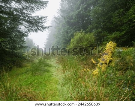 Scene in a forest with mist, surreal, dream like mood. Fog covers green trees and creates light and airy morning mood. Nobody. Nature scene with special atmosphere.