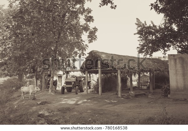 Scene Indian Village Tractor Cow Hut Stock Photo Edit Now 780168538