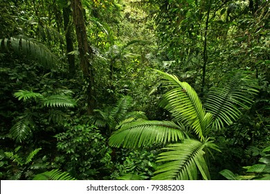 A Scene Looking Straight Into A Dense Tropical Rain Forest, Taken In Costa Rica