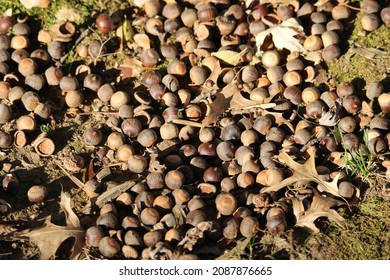 4,986 Acorn ground Images, Stock Photos & Vectors | Shutterstock