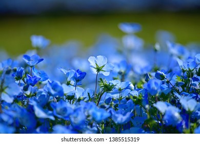 Scene Nemophila Blue Full Bloom Stock Photo 1385515319 | Shutterstock