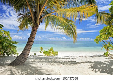 A scene of palm trees and sandy beach in Maldives island - Shutterstock ID 102437338