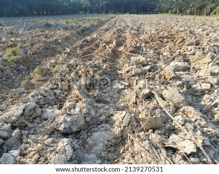 scene of the plowed land at the plantation farm.
