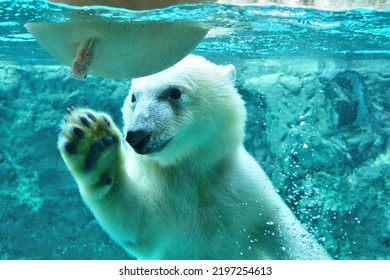 A Scene Of Polar Bears Playing At The Zoo