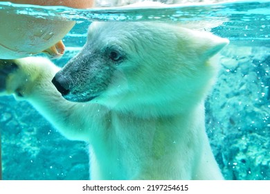 A Scene Of Polar Bears Playing At The Zoo